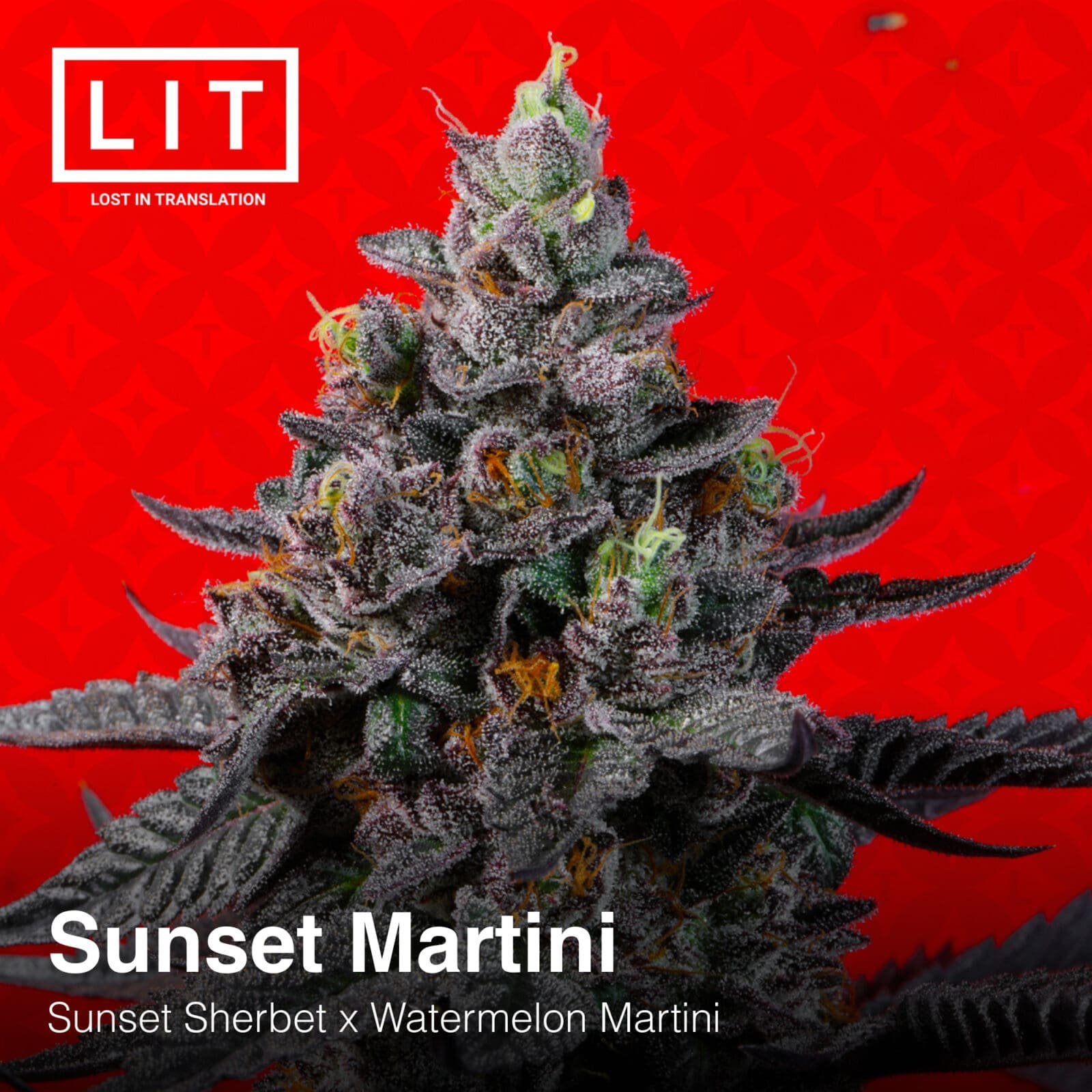 SUNSET MARTINI 6CT FEMS