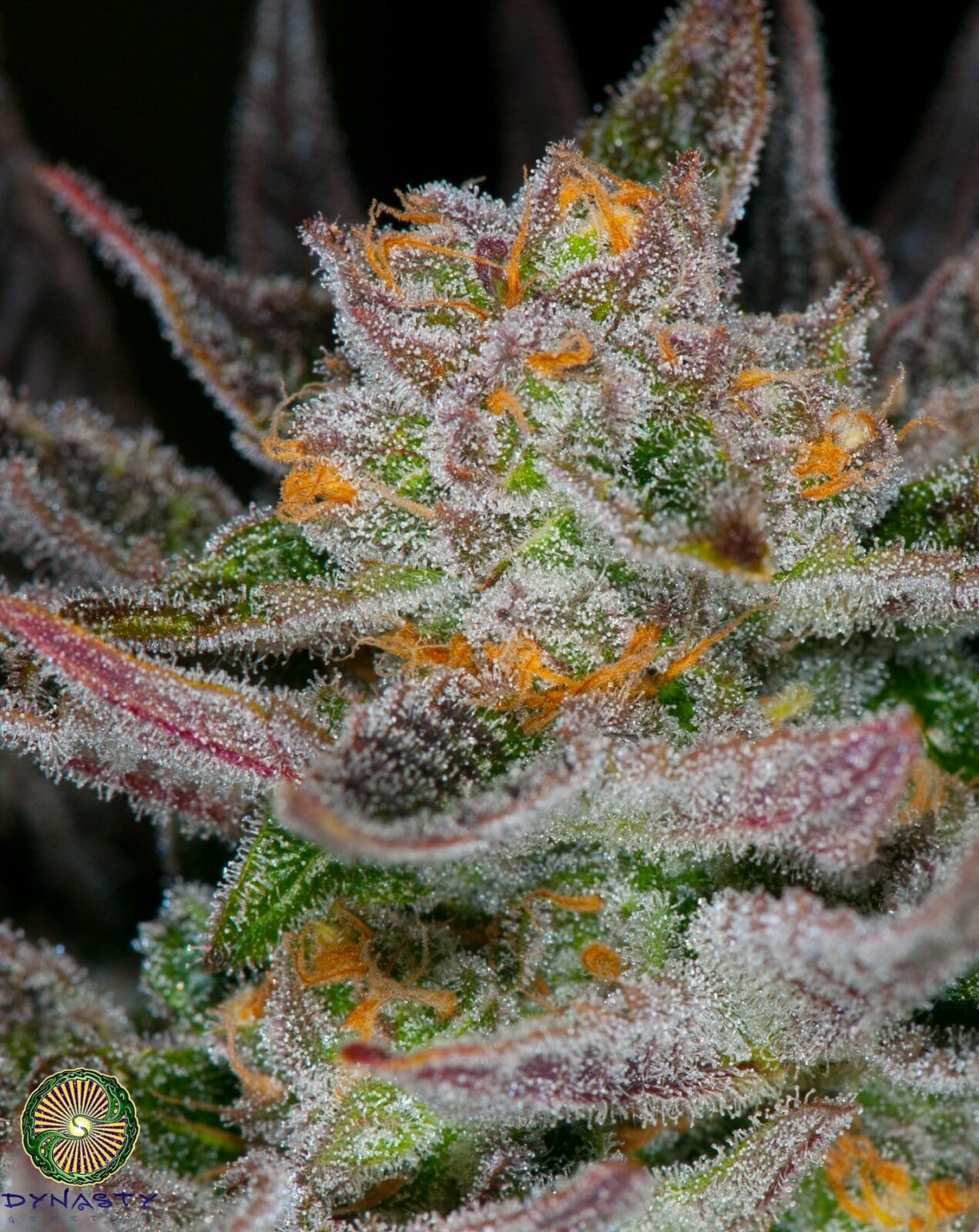 Mt Hood Huckleberry F5 REG PLUS DYNASTY FREEBIE
