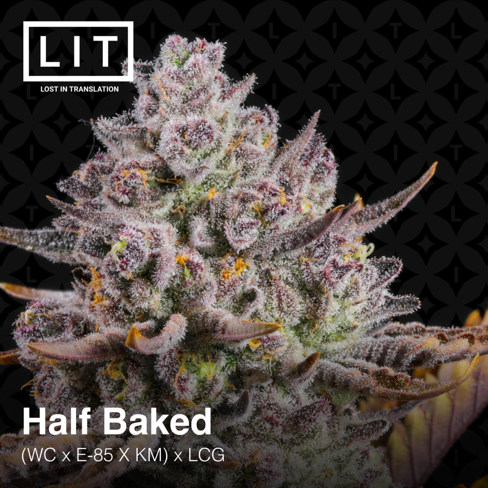 HALF BAKED 6CT FEMS