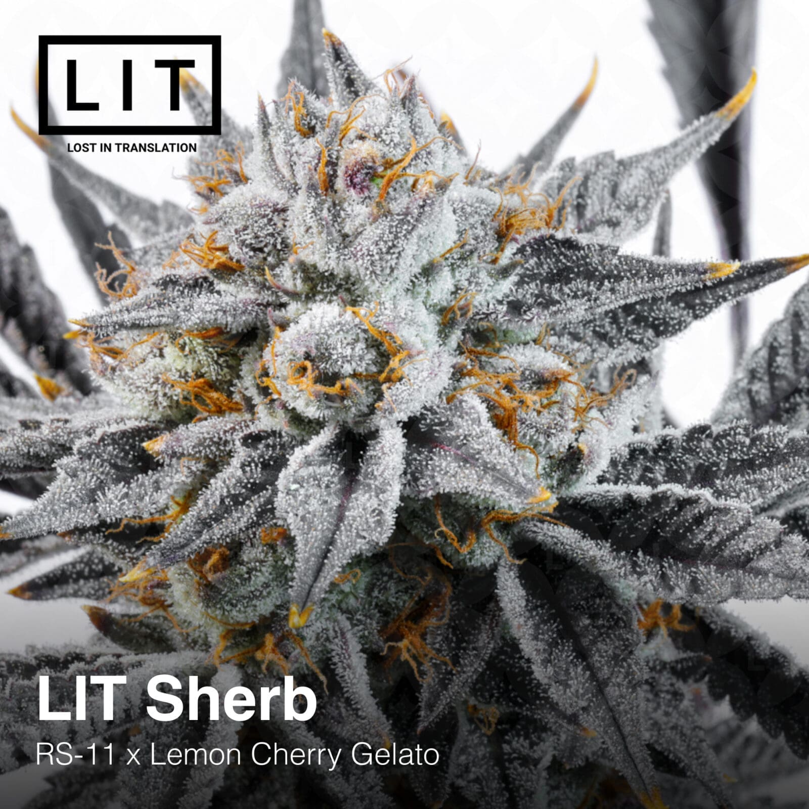 LIT SHERB 6CT FEM