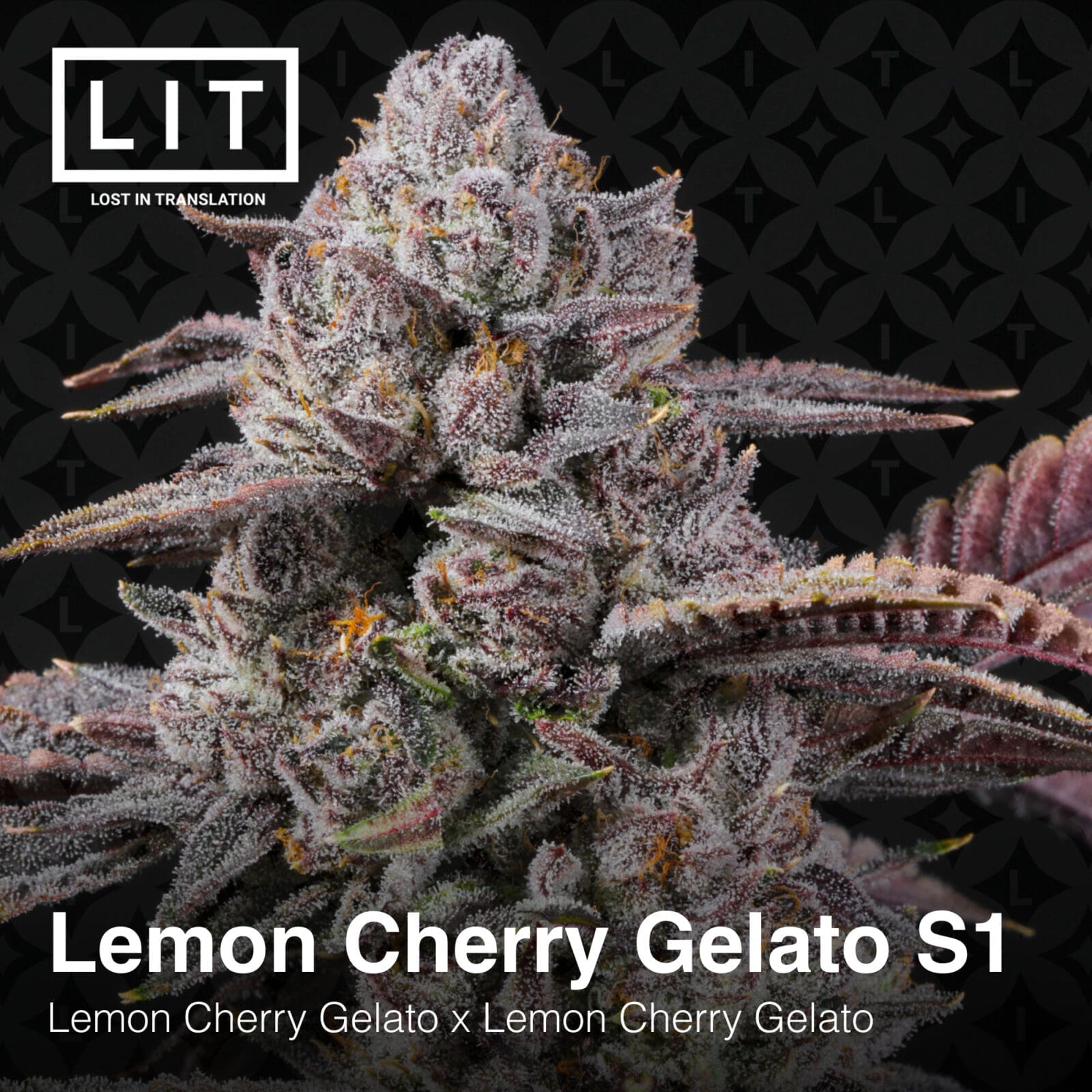 LEMON CHERRY GELATO S1 6CT FEMS