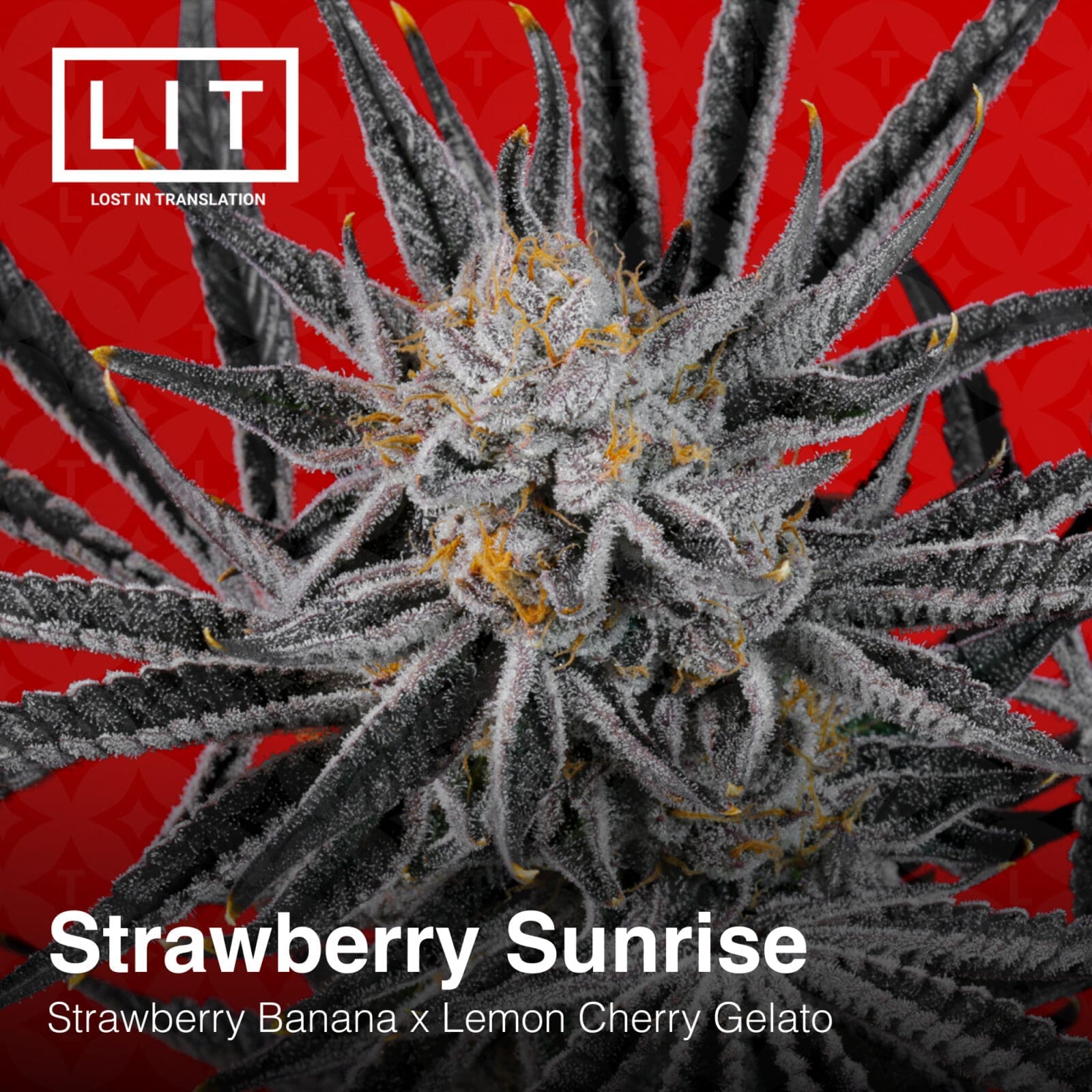STRAWBERRY SUNRISE 6CT FEM
