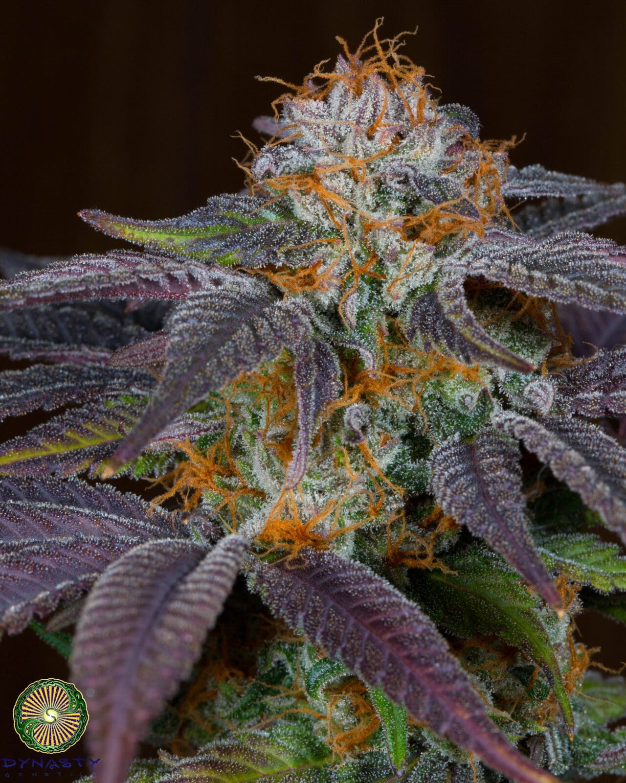 Grapefruit Punch - Regs 12 CT - Dynasty Genetics