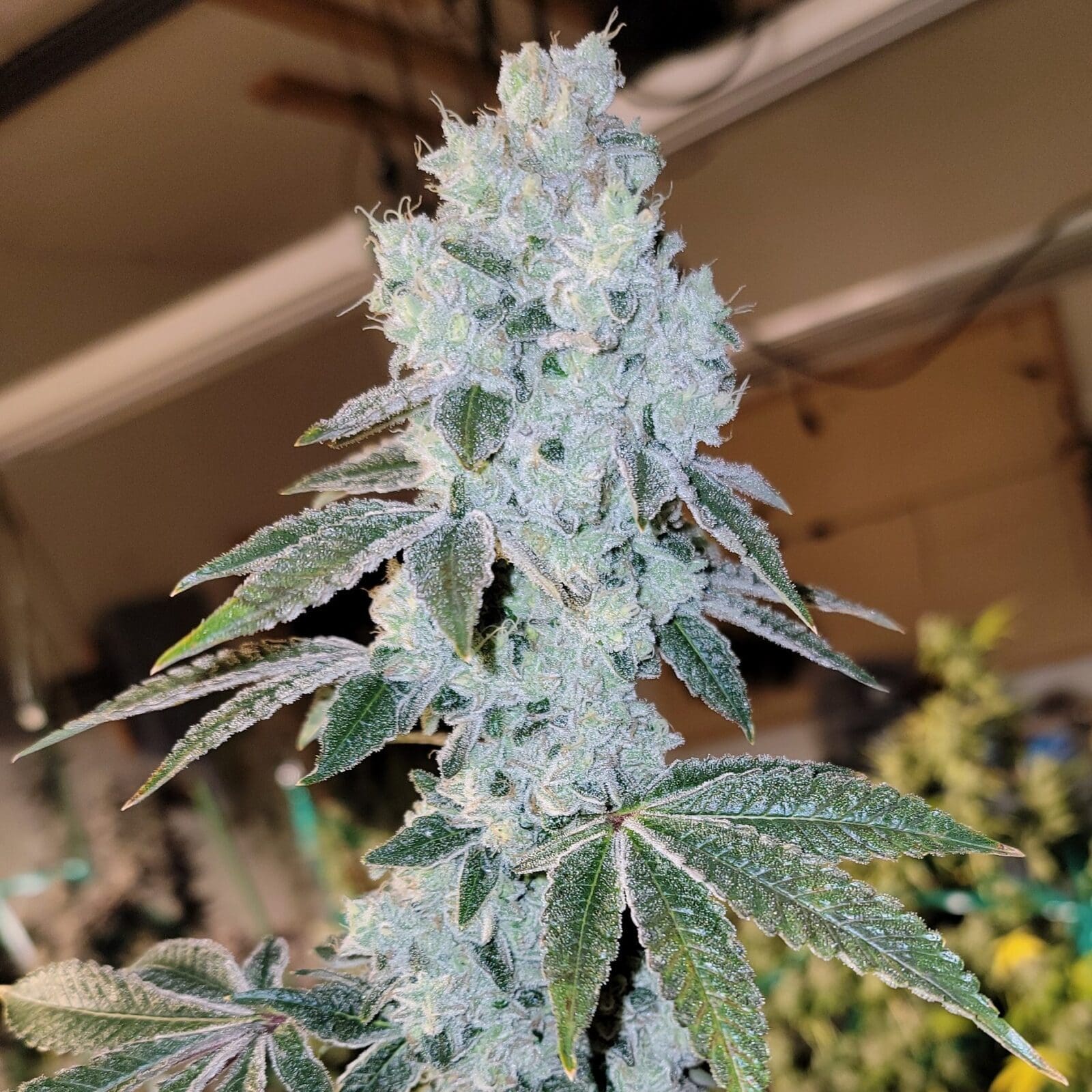 VIOLA AUTOFLOWER