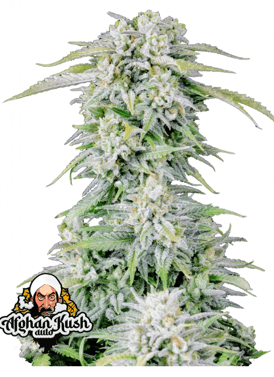 AFGHAN KUSH AUTOFLOWER PLUS FAST BUDS FREEBIE