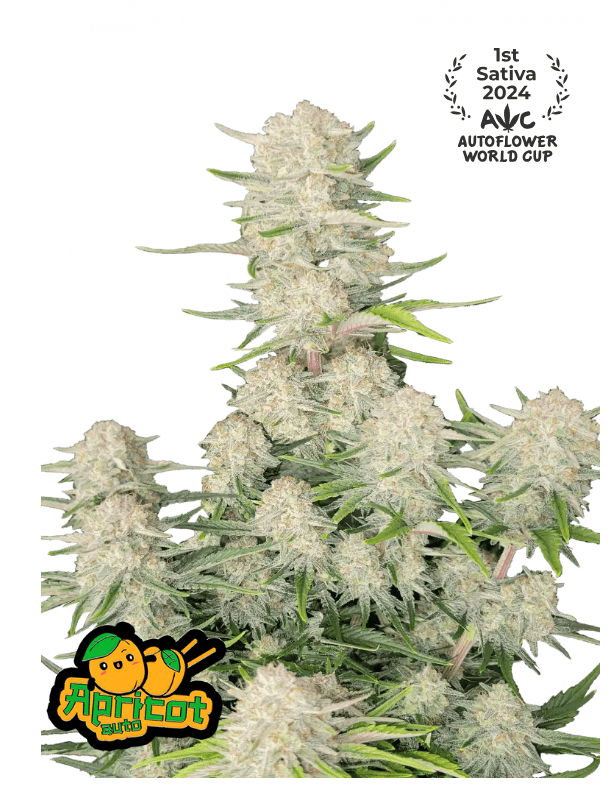 APRICOT AUTO PLUS FAST BUDS FREEBIE