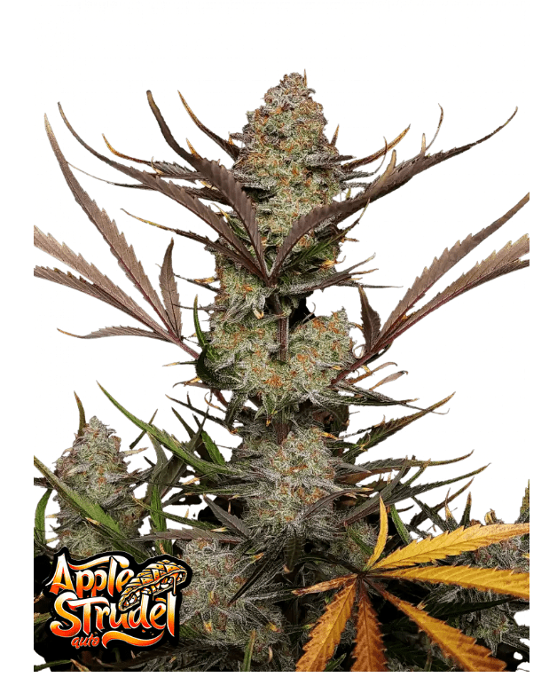 APPLE STREUDEL AUTO PLUS FAST BUDS FREEBIE