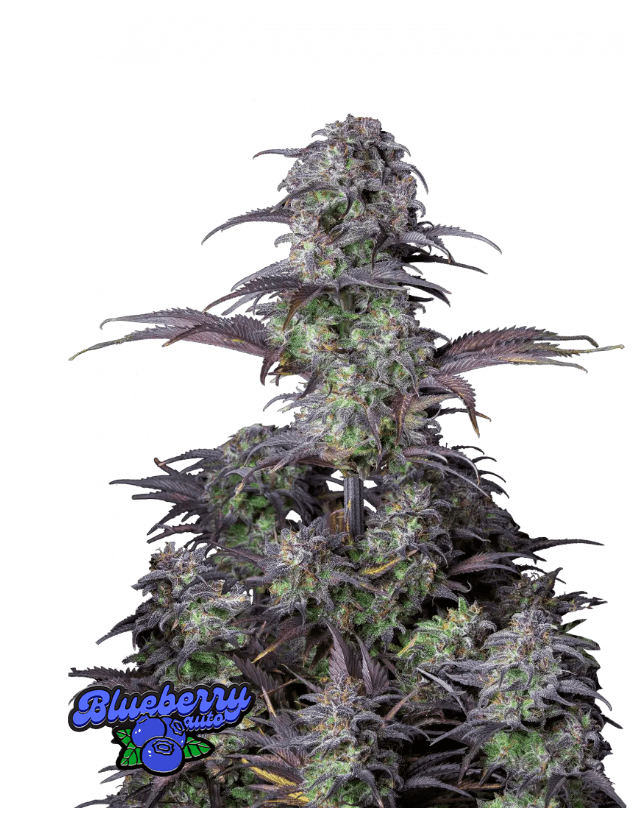 BLUEBERRY AUTOFLOWER PLUS FAST BUDS FREEBIE