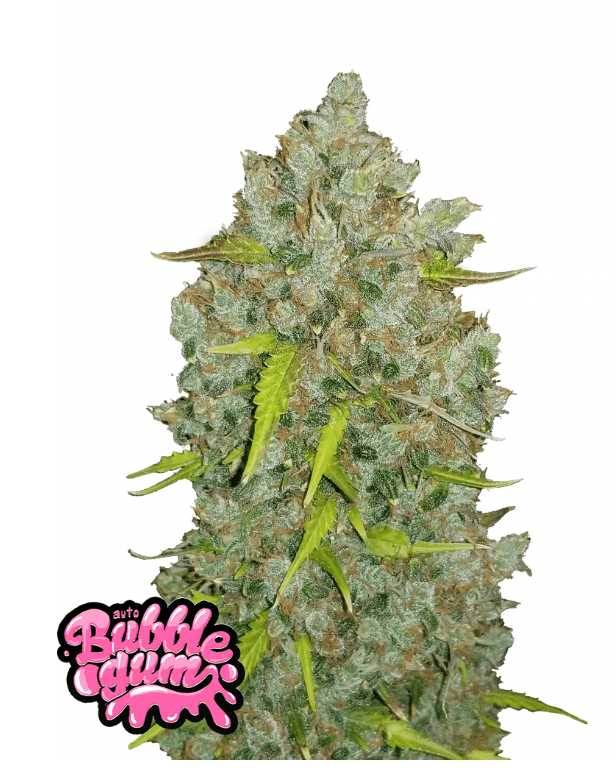 BUBBLEGUM AUTOFLOWER PLUS FAST BUDS FREEBIE