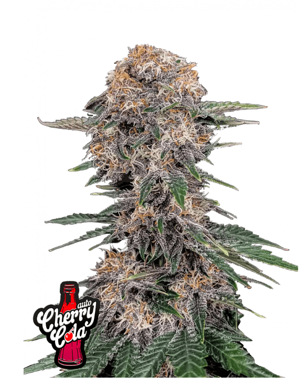 CHERRY COLA AUTOFLOWER PLUS FAST BUDS FREEBIE