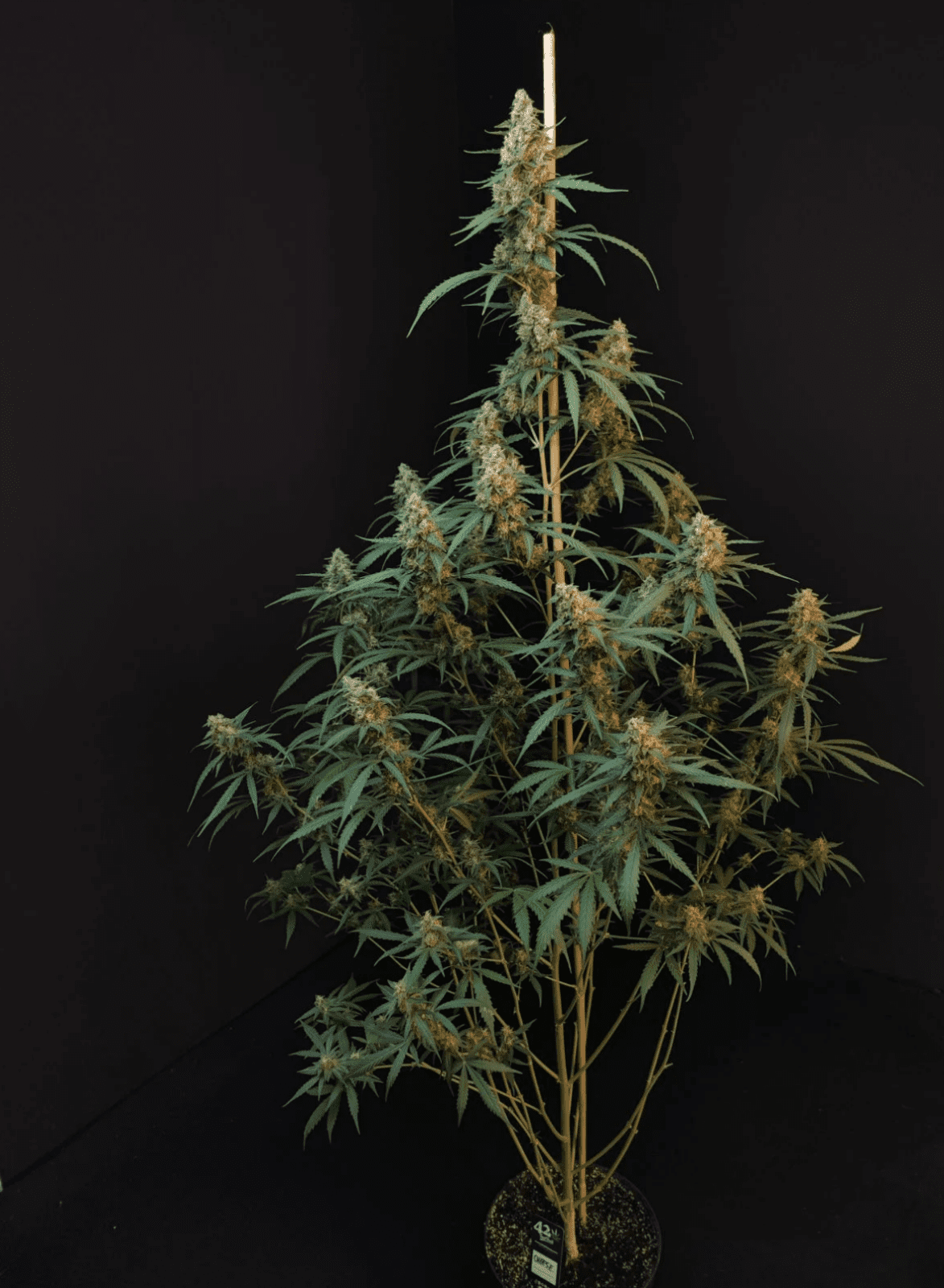 CHEESE AUTOFLOWER PLUS FAST BUDS FREEBIE - Image 2