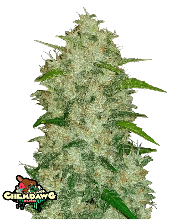 CHEMDAWG AUTOFLOWER PLUS FAST BUDS FREEBIE