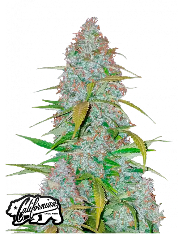 CALIFORNIA SNOW AUTO PLUS FAST BUDS FREEBIE