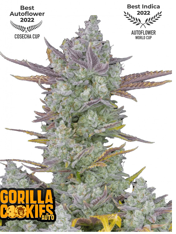 GORILLA COOKIES FAST FLOWERING PLUS FAST BUDS FREEBIE