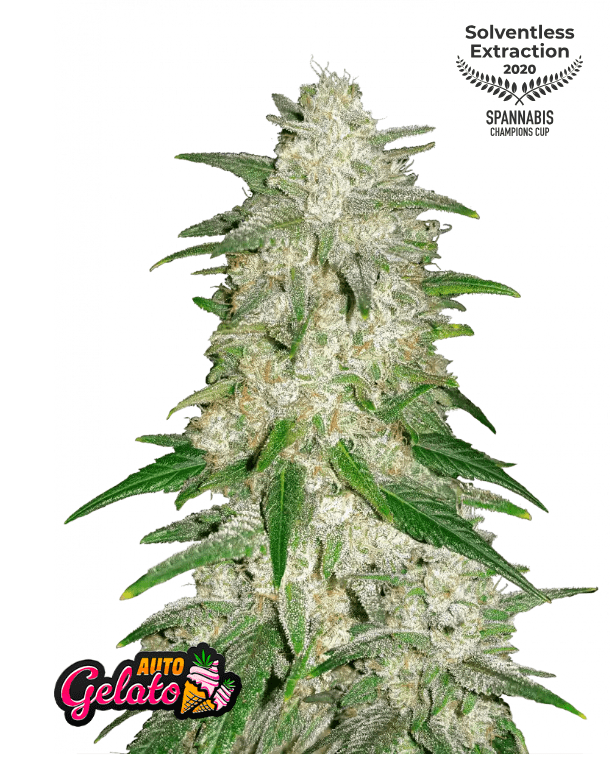 GELATO AUTOFLOWER PLUS FAST BUDS FREEBIE