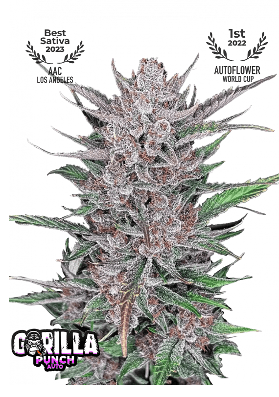 GORILLA PUNCH AUTOFLOWER PLUS FAST BUDS FREEBIE
