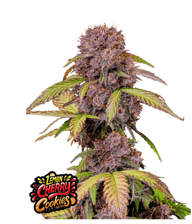 LEMON CHERRY COOKIES AUTOFLOWER PLUS FAST BUDS FREEBIE