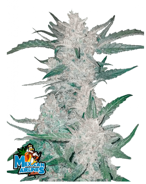 MEXICAN AIRLINES AUTO FLOWER PLUS FAST BUDS FREEBIE