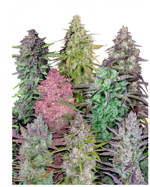 MIX PACK AUTOFLOWER PLUS FAST BUDS FREEBIE
