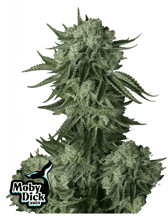 MOBY DICK AUTOFLOWER PLUS FAST BUDS FREEBIE