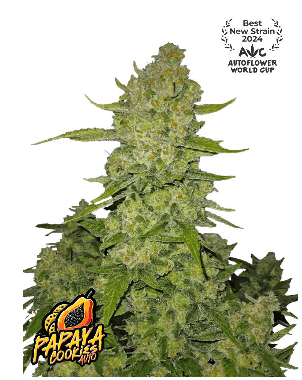 PAPAYA COOKIES AUTOFLOWER PLUS FAST BUDS FREEBIE