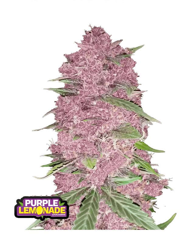PURPLE LEMONADE AUTO FLOWER PLUS FAST BUDS FREEBIE