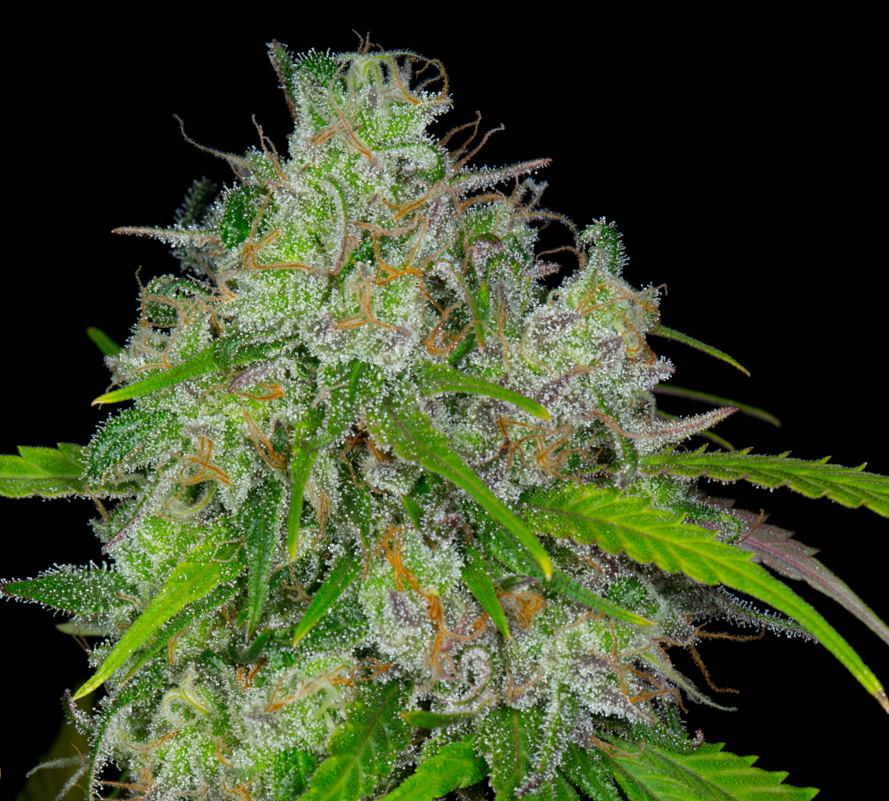 PNW Grapefruit ibl bx1 Regs 12 CT - Relic Genetics