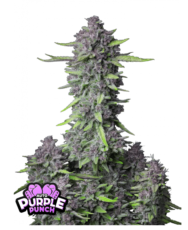 PURPLE PUNCH AUTOFLOWER PLUS FAST BUDS FREEBIE