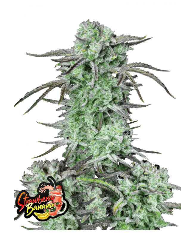 STRAWBERRY BANANA AUTOFLOWER PLUS FAST BUDS FREEBIE