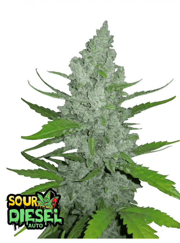 SOUR DIESEL AUTOFLOWER PLUS FAST BUDS FREEBIE