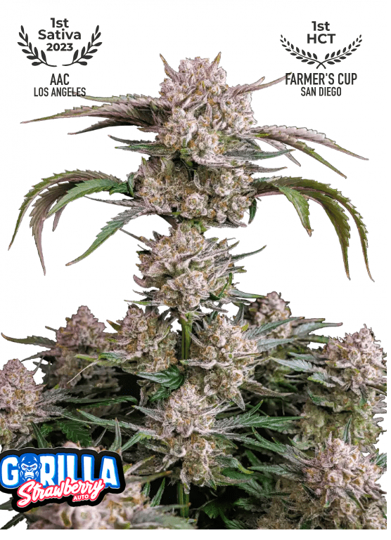 STRAWBERRY GORILLA AUTOFLOWER PLUS FAST BUDS FREEBIE