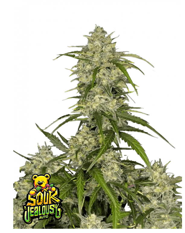 SOUR JEALOUSY AUTOFLOWER PLUS FST BUDS FREEBIE