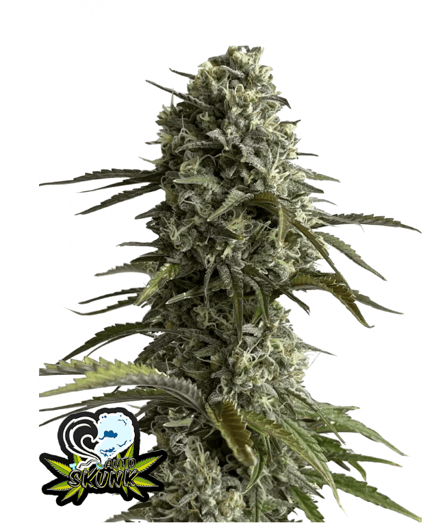 SKUNK AUTOFLOWER PLUS FAST BUDS FREEBIE