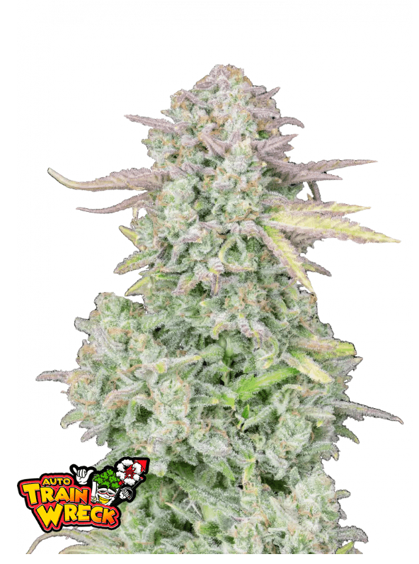 TRAINWRECK AUTOFLOWER PLUS FAST BUDS FREEBIE