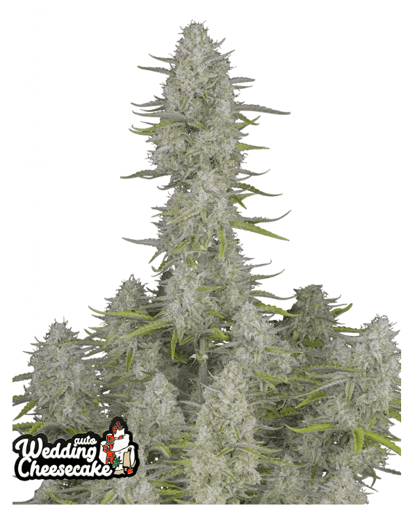 WEDDING CHEESECAKE AUTOFLOWER PLUS FAST BUDS FREEBIE