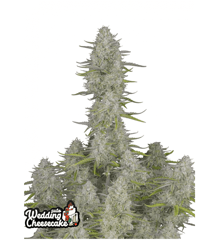 WEDDING CHEESECAKE FAST FLOWERING PLUS FAST BUDS FREEBIE