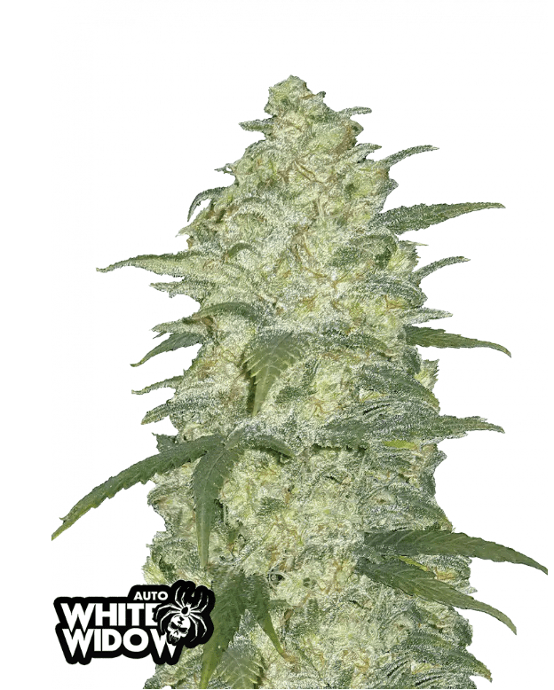 WHITE WIDOW AUTOFLOWER PLUS FAST BUDS FREEBIE
