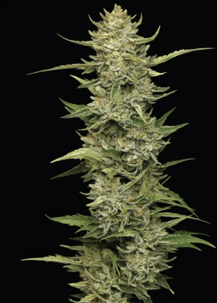 California Sour Diesel - Humboldt Seed Co. Fems