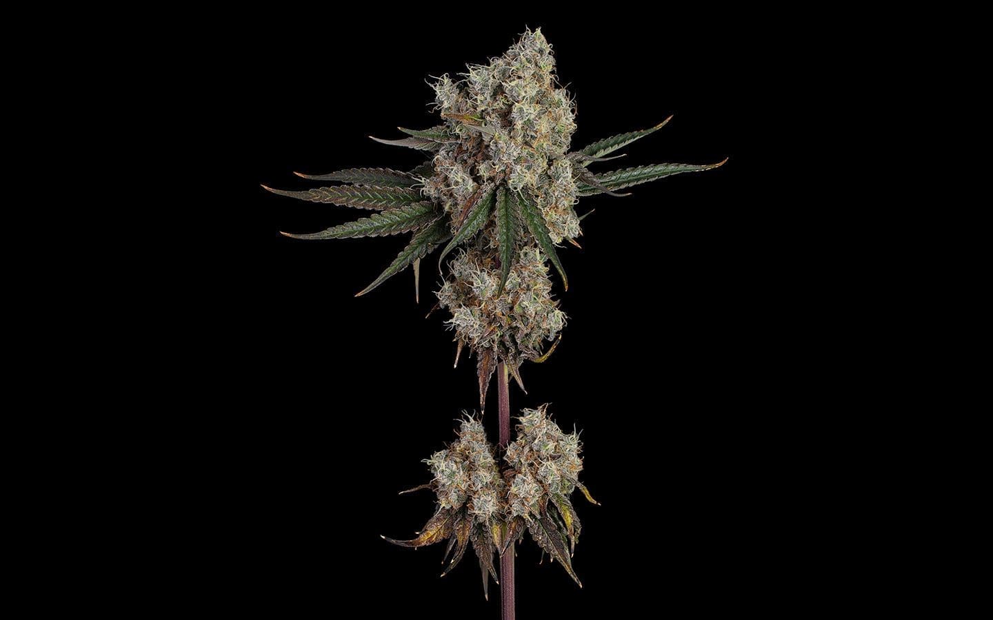 Another Level Fems 6ct - Happy Valley Genetics PLUS 3CT HVG FREEBIE