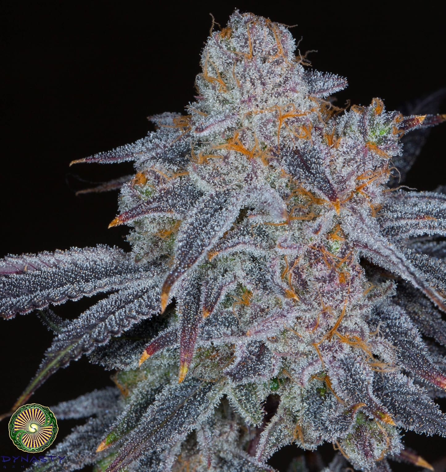 Black Grapefruit 12 CT- Dynasty Genetics Regs
