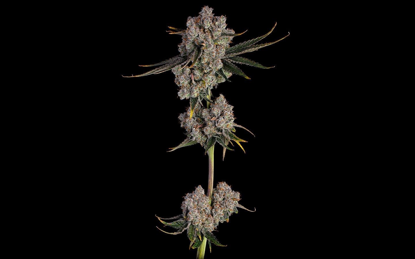 Candy Games #38 Fems 6ct - Happy Valley Genetics PLUS 3CT HVG FREEBIE
