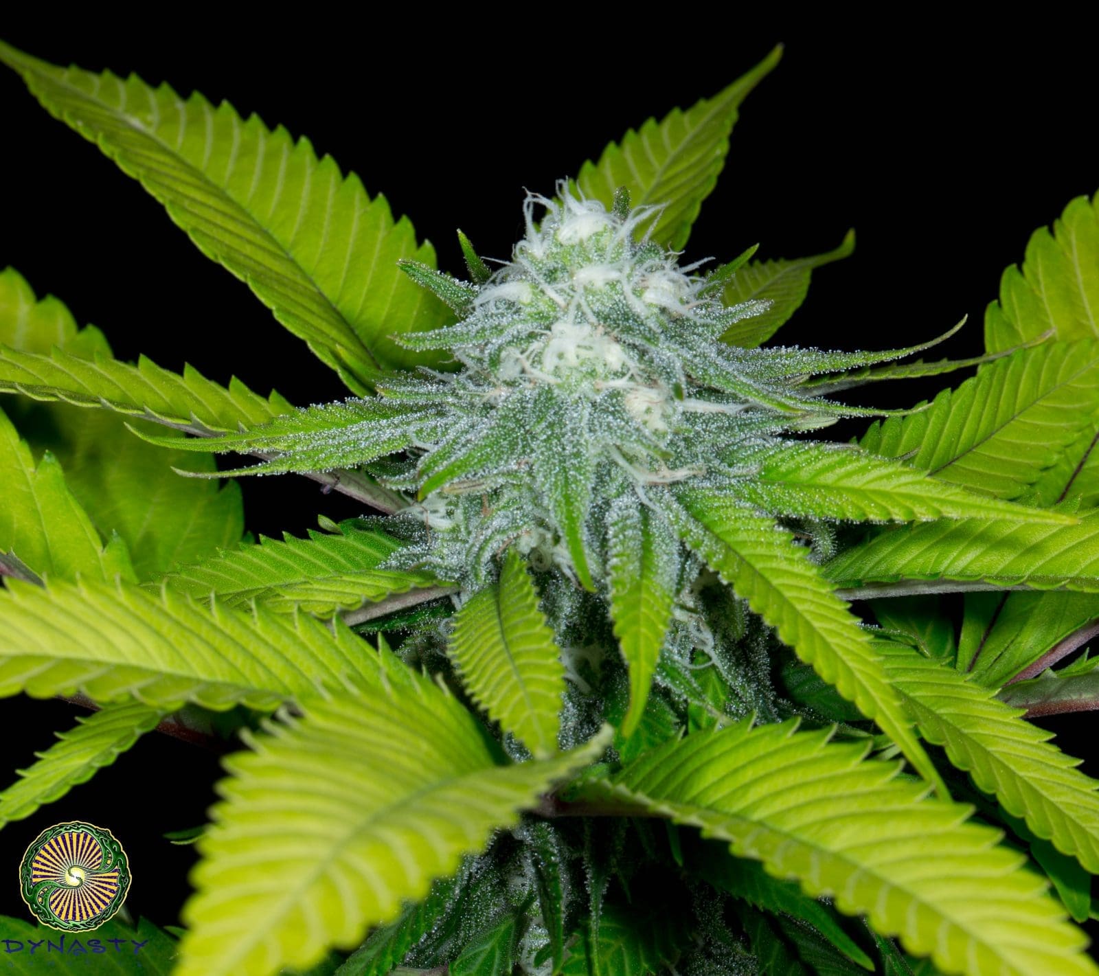 Citrus Blossom V2 12 CT- Relic Genetics Regs