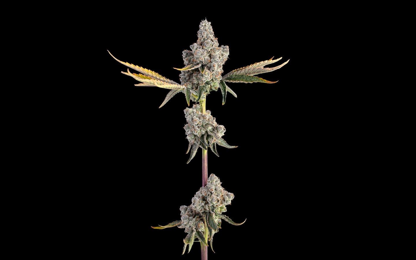 Overtime Fems 6ct - Happy Valley Genetics PLUS 3CT HVG FREEBIE