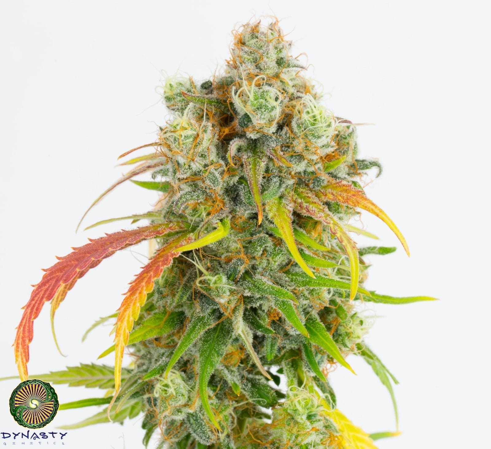 Pineapple Grapefruit Skunk 12 CT- Dynasty Genetics Regs