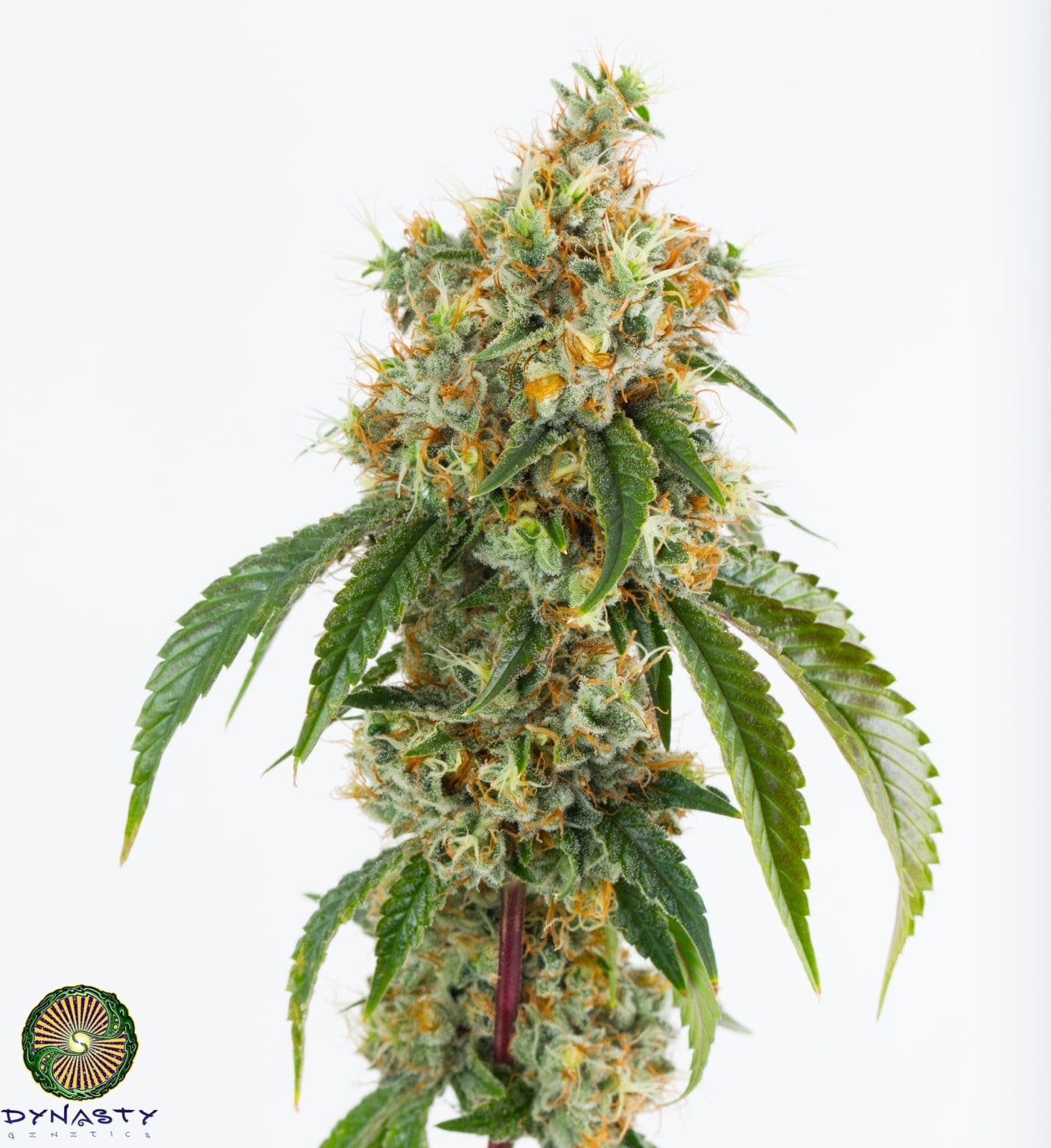 Ruby Red Gas 12 CT- Dynasty Genetics Regs