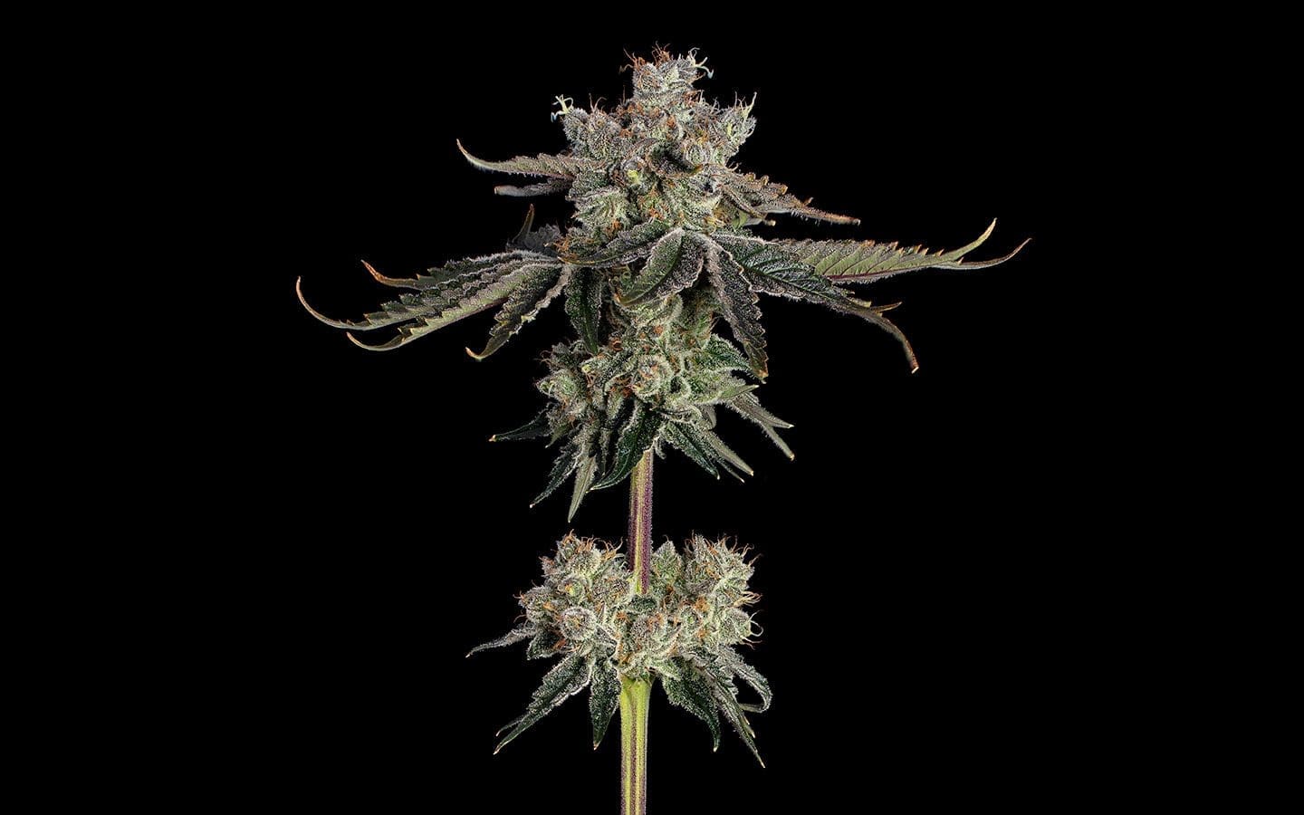 Sweet 16 Fems 6ct - Happy Valley Genetics PLUS 3CT HVG FREEBIE