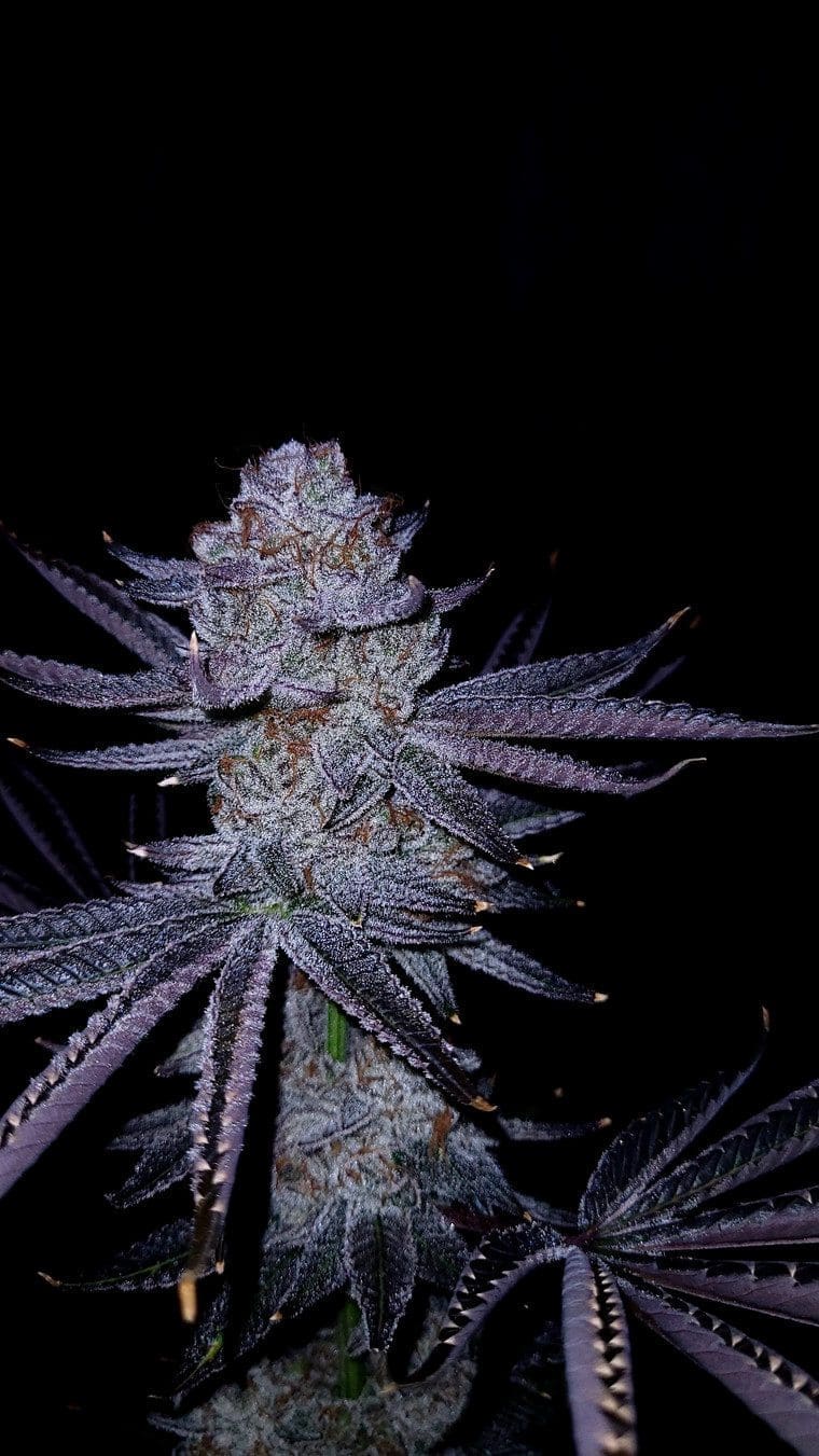 Goat Punch 5ct Fems