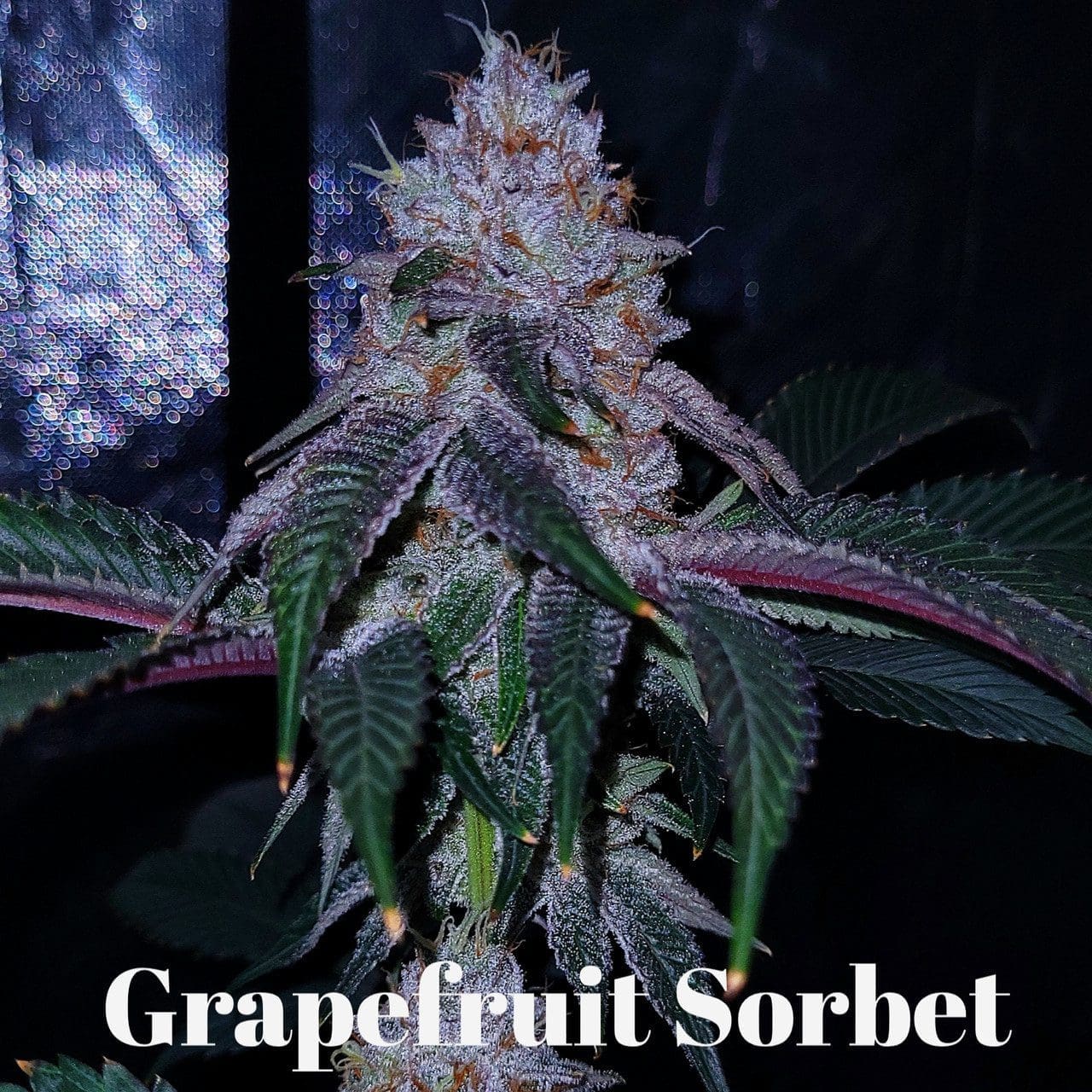 Grapefruit Sorbet Clone Plus $25.00 shipping Fee