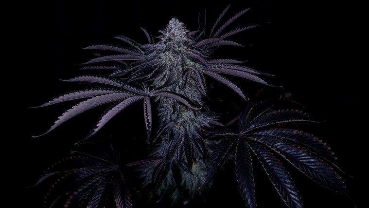 Triple Cherry Pie 5ct Fems