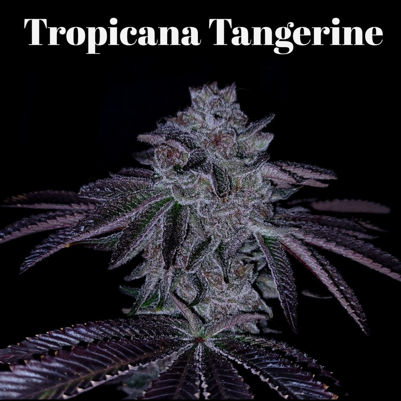 Tropicana Tangerine Clone Plus $25.00 shipping fee
